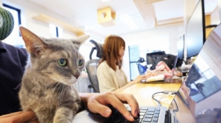 Əməkdaşlar pişiklərlə işləyir - Qeyri-adi ofis 