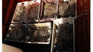 Qanunsuz balıq ovlayan şəxslərin işi məhkəməyə göndərilib  - FOTO