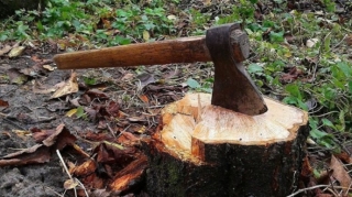 Ağacları məhv edən şirkət cəzalandırılıb