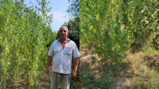 Həyətindən çətənə kolları və 10 kq-dan artıq narkotik aşkarlandı - FOTO