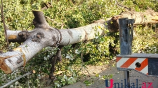 Ağac aşdı, yol bağlandı - FOTO 