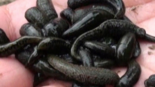 Azərbaycanlı 10 kilo zəliylə ələ keçdi - Rusiyada 