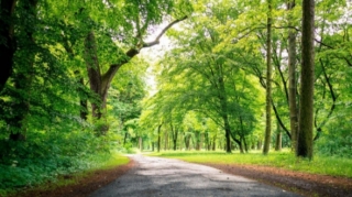 Azərbaycanda 30 minə ağac SATILIR - FOTO 