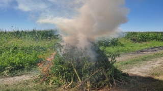 Zaqatalada 1,7 ton narkotik tərkibli bitki məhv edildi 