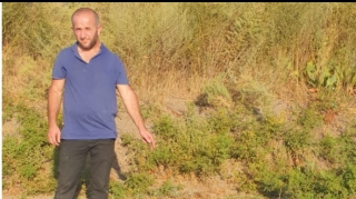 Narkotik bitkilərin kultivasiyası ilə məşğul olan şəxs "iş başında" saxlanılıb - FOTO