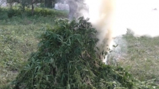 Azad edilmiş ərazilərdə 2 ton çətənə kolu aşkarlanıb - FOTO 