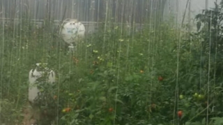 Polis İsmayıllıda əməliyyat keçirib, saxlanılanlar var - FOTO
