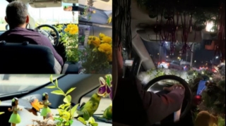 Taksi sürücüsü:  “Yay ayında taksimdə gül-çiçək, quş-böcək saxlayırdım, bu dəfə yolka qurdum” 