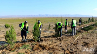 “Heydər Əliyev İli” çərçivəsində növbəti ağacəkmə aksiyası keçirilib  - VİDEO - FOTO