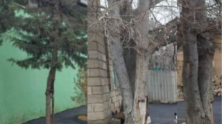 İcra hakimiyyəti ağacların diblərini asfaltladı - FOTO   - YENİLƏNİB