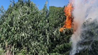 Yabanı halda bitən 2 tondan artıq çətənə kolu məhv edilib  - FOTO