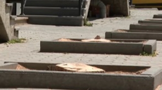 Bakıda 10-dan çox ağac kəsildi - Araşdırma başladı  - VİDEO