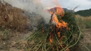 Xocavənddə 322 ədəd narkotik tərkibli çətənə kolu zərərsizləşdirilib