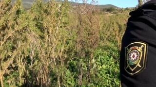 Şuşada 5 hektar sahədə narkotik plantasiyası aşkarlandı   - VİDEO