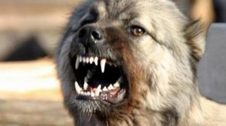 Bakıda 6 yaşlı oğlanı küçədə it dişlədi