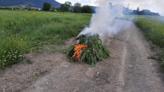 В деокупированном селе Агдама обнаружено 800 кг конопли