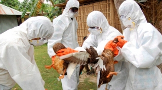 Quş qripi təhlükəsi qapıda: Azərbaycan hansı risklərlə üz-üzədir? 
