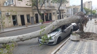 В Баку сильный ветер повалил дерево на машину - ФОТО