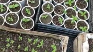 Həyətində narkotik becərən şəxs saxlanıldı   - FOTO