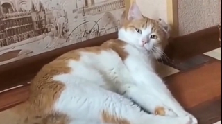 Pişiyi qatardan atan şəxs barəsində cinayət işi açıldı  