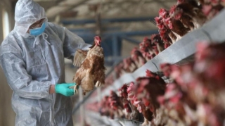 Britaniyada yüksək patogenli quş qripi virusu aşkarlanıb 