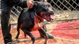 İt döyüşləri təşkil edən şəxslər həbs edildi - YENİLƏNİB 