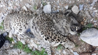 Naxçıvan dağlarında bəbir cəsədi aşkarlandı   - FOTO