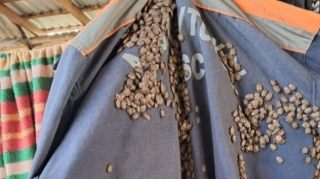 Zaqatala və Balakəndə 600-dən çox evdə zərərvericilər məhv edildi 