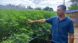 Şabranda narkotik dövriyyəsinə qarşı əməliyyat keçirilib  - FOTO