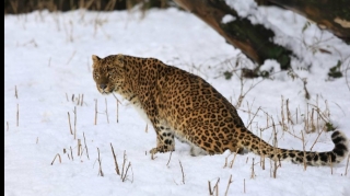 Коронавирус начал распространяться в популяции диких индийских леопардов