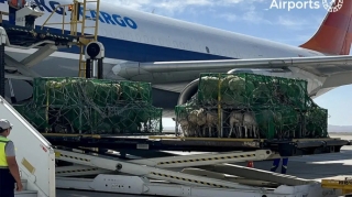 Qoyunlar təyyarə ilə daşındı 