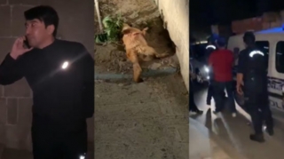 Bakıda itləri dalaşdıranlarla bağlı məlumat yayan şəxsə atəş açdılar - YENİLƏNİB   - VİDEO