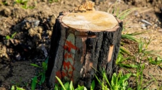 Ötən il qanunsuz ağac kəsmə faktı üzrə 200 cinayət işi başlanılıb 