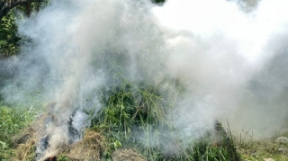 Azad edilmiş ərazidə 4 tondan artıq çətənə kolu yandırılaraq məhv edilib  - FOTO