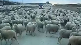 Heyvanlarla bağlı yol qəzalarında hansı tərəf necə cəzalandırılır? - VİDEO 