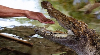 Мужчина голыми руками отбился от трех крокодилов и убил одного из них