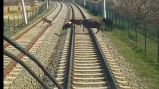 ADY:  Sahibsiz buraxılan mal-qara qatarların hərəkətinə ciddi təhlükə yaradır  - VİDEO