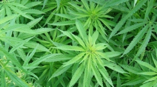 Bakıda bir tondan çox narkotik aşkarlanıb