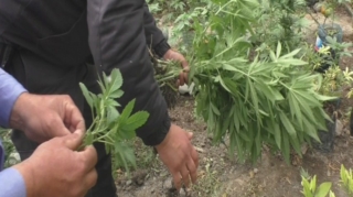 Göyçayda qanunsuz narkotik satışına görə 6 nəfər həbs edilib  - FOTO - VİDEO