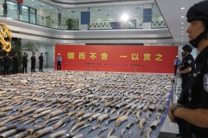 Gömrükçülər rekord miqdarda fil dişi müsadirə ediblər