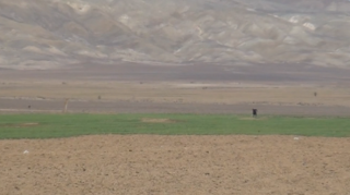 Hacıqabulda taxıl sahələri susuzluqdan məhv olur  - VİDEO