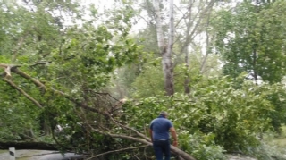 Oğuzda güclü küləyin aşırdığı ağaclar yolu bağladı  - FOTO