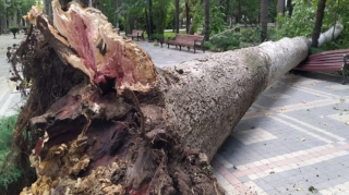 Gəncədə çoxillik Xan çinarı aşdı   - FOTO
