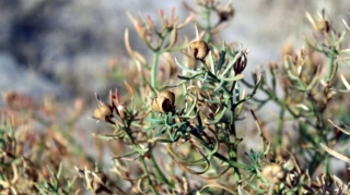 Üzərlik: Mistik inanc, yoxsa narkotik vasitə? – Rusiyada qadağan edilən bitkinin sirri 