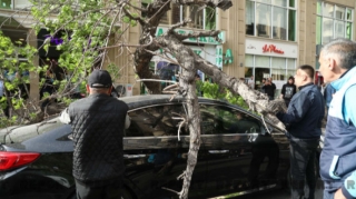 Güclü külək Bakıda nəhəng ağacı avtomobillərin üzərinə aşırdı   - FOTO