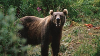 Qubada ayı göründü - VİDEO 
