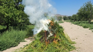 Laçında 1 tondan artıq yabanı çətənə bitkisi yandırıldı - FOTO