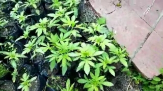 Lənkaranda narkotik tərkibli bitkilər yetişdirən şəxs saxlandı