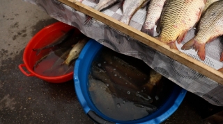 AQTA qanunsuz küçə satışına qarşı reyd keçirdi - FOTO - VİDEO