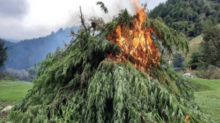 Gədəbəydə 932 kq çətənə kolları yandırılıb - FOTO